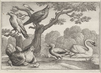 Cygne, poule avec poussins et autres oiseaux - Wenceslaus Hollar