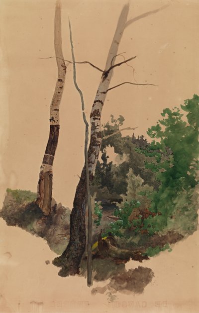 Deux troncs et buissons de bouleau dénudés - Werner Holmberg