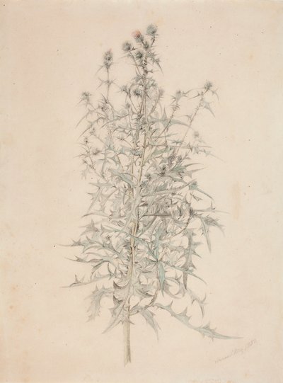 Chardon - Werner Holmberg