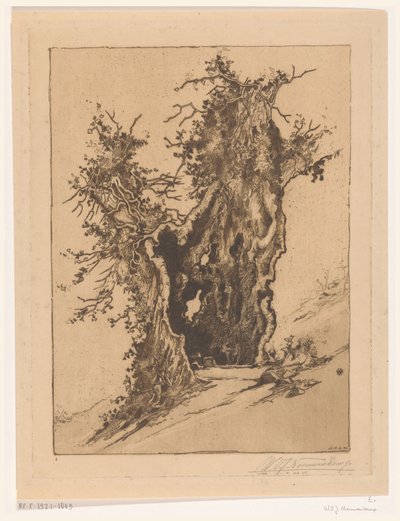 Arbre creux à Seelisberg en Suisse - Wijnand Otto Jan Nieuwenkamp (signed by artist)