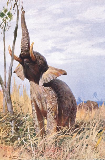 Éléphant d