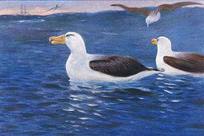 Albatros, illustration de La Faune du Monde, c.1910 - Wilhelm Kuhnert