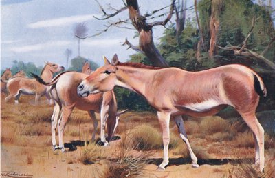 Âne sauvage asiatique, de Wildlife of the World publié par Frederick Warne & Co, vers 1900 - Wilhelm Kuhnert