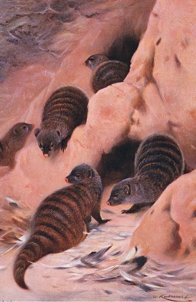 Mangouste rayée, illustration de La Faune du Monde, c.1910 - Wilhelm Kuhnert