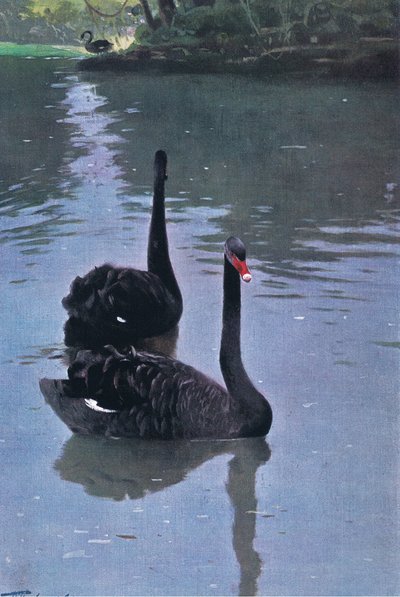 Cygne noir, illustration de La Faune du Monde, c.1910 - Wilhelm Kuhnert