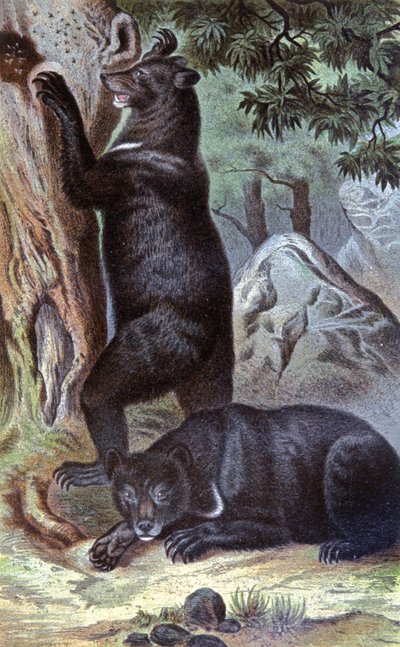 Ours bruns, vers 1884 - Wilhelm Kuhnert