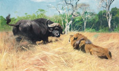 Buffle et lion avant le combat - Wilhelm Kuhnert