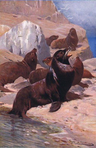 Lion de mer de Californie, de Wildlife of the World publié par Frederick Warne & Co, vers 1900 - Wilhelm Kuhnert