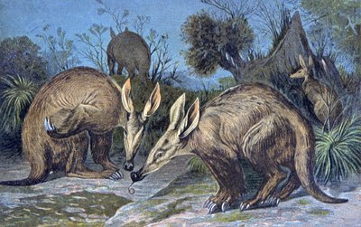 Cape aardvark, cochon de terre - Wilhelm Kuhnert
