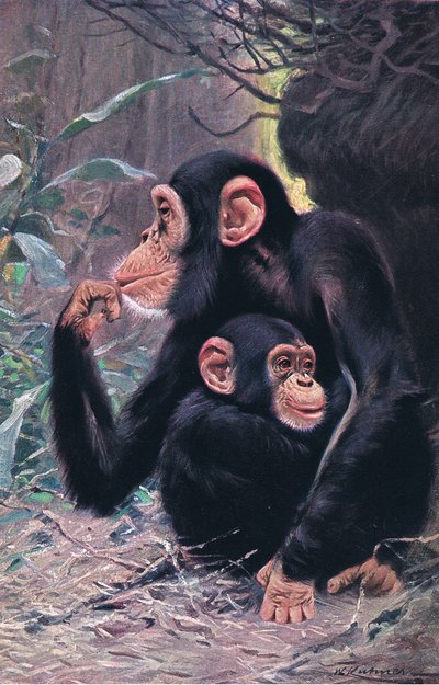 Chimpanzé, illustration de Wildlife of the World, c.1910 - Wilhelm Kuhnert