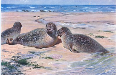Phoque commun, de Wildlife of the World publié par Frederick Warne & Co, vers 1900 - Wilhelm Kuhnert