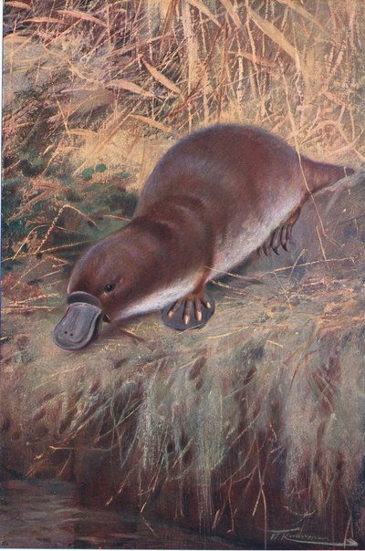 Ornithorynque, illustration de La Faune du Monde, c.1910 - Wilhelm Kuhnert
