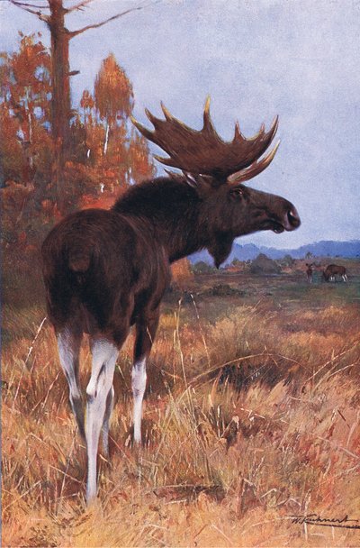 Élan ou orignal, de Wildlife of the World publié par Frederick Warne & Co, vers 1900 - Wilhelm Kuhnert