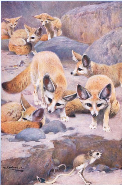 Fennec et Gerboise, illustration de La Faune du Monde, c.1910 - Wilhelm Kuhnert