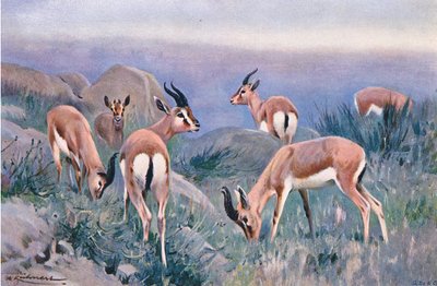 Gazelle, de Wildlife of the World publié par Frederick Warne & Co, vers 1900 - Wilhelm Kuhnert