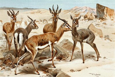 Gazelles, planche de "Brehms Tierleben: Allgemeine Kunde des Tierreichs", vol. 3, p. 9, publié par Bibliographisches Institut - Wilhelm Kuhnert