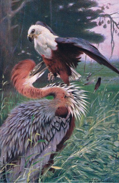 Héron géant et Pygargue, illustration de La Faune du Monde, c.1910 - Wilhelm Kuhnert
