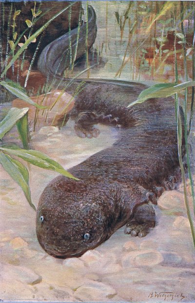 Salamandre géante, de Wildlife of the World publié par Frederick Warne & Co, vers 1900 - Wilhelm Kuhnert
