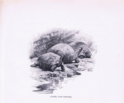 Tortues géantes, illustration de La Faune du Monde, c.1910 - Wilhelm Kuhnert