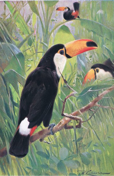 Toucan géant, de Wildlife of the World publié par Frederick Warne & Co, vers 1900 - Wilhelm Kuhnert