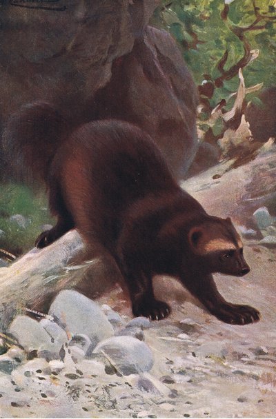 Glouton ou carcajou, de Wildlife of the World publié par Frederick Warne & Co, vers 1900 - Wilhelm Kuhnert