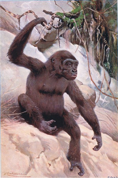 Gorille, illustration de Wildlife of the World, c.1910 - Wilhelm Kuhnert