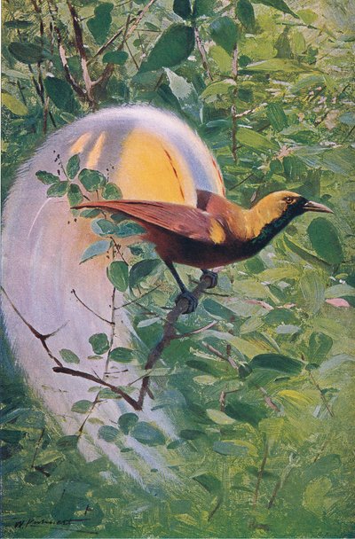 Grand Oiseau de Paradis, illustration de La Faune du Monde, c.1910 - Wilhelm Kuhnert