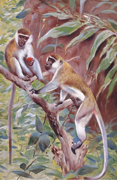 Singe vert, illustration de Wildlife of the World, c.1910 - Wilhelm Kuhnert