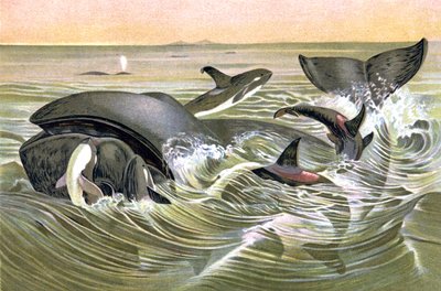 Baleines du Groenland - Wilhelm Kuhnert