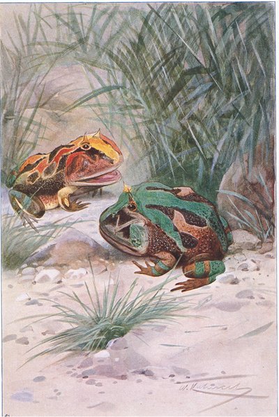 Crapaud cornu, de Wildlife of the World publié par Frederick Warne & Co, vers 1900 - Wilhelm Kuhnert