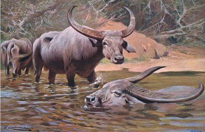 Buffle indien, de Wildlife of the World publié par Frederick Warne & Co, vers 1900 - Wilhelm Kuhnert