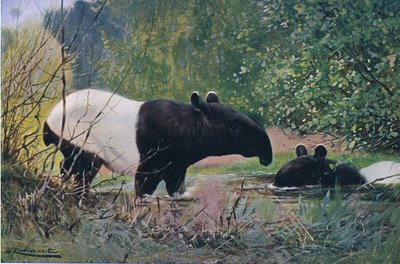 Tapir indien, de Wildlife of the World publié par Frederick Warne & Co, vers 1900 - Wilhelm Kuhnert