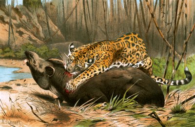 Jaguar tuant un tapir - Wilhelm Kuhnert