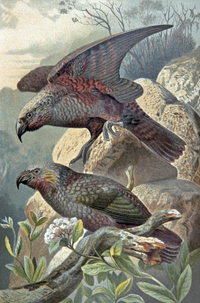 Kea, Nestor notabilis, c.1910 (illustration) - Wilhelm Kuhnert