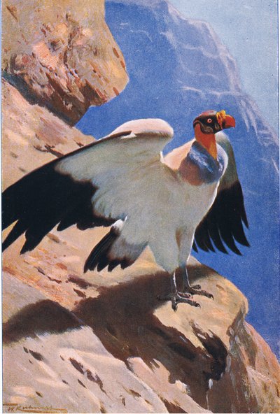 Vautour royal, de Wildlife of the World publié par Frederick Warne & Co, vers 1900 - Wilhelm Kuhnert