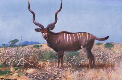 Koudou, illustration de La Faune du Monde, c.1910 - Wilhelm Kuhnert