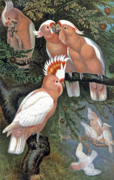 Cacatoès de Leadbeater, c.1910 (illustration) - Wilhelm Kuhnert