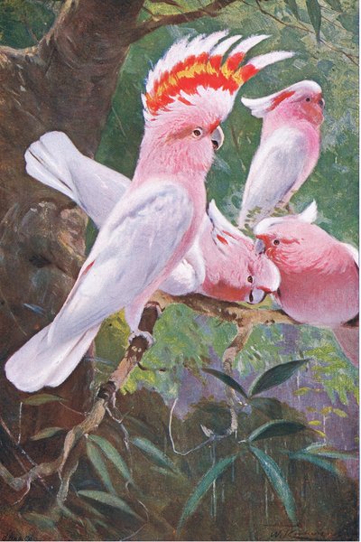 Cacatoès de Leadbeater, illustration de La Faune du Monde, c.1910 - Wilhelm Kuhnert