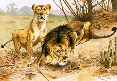 Lion et lionne - Wilhelm Kuhnert