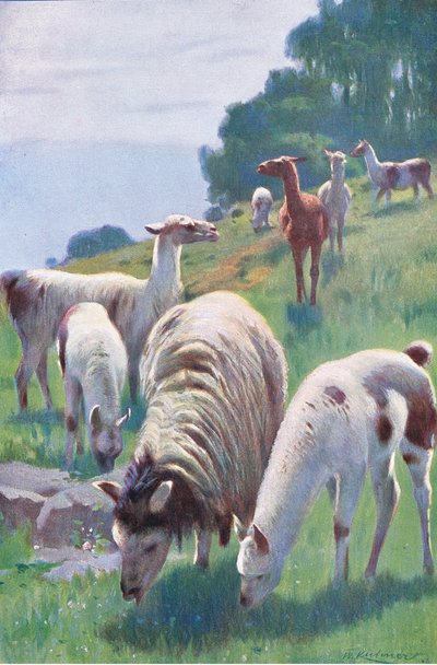 Lama, de Wildlife of the World publié par Frederick Warne & Co, vers 1900 - Wilhelm Kuhnert