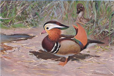 Canard mandarin, de Wildlife of the World publié par Frederick Warne & Co, vers 1900 - Wilhelm Kuhnert