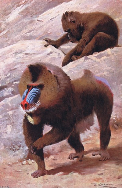 Mandrill, illustration de La Faune du Monde, c.1910 - Wilhelm Kuhnert