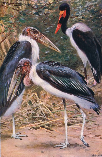 Marabout et Jabiru, illustration de La Faune du Monde, c.1910 - Wilhelm Kuhnert
