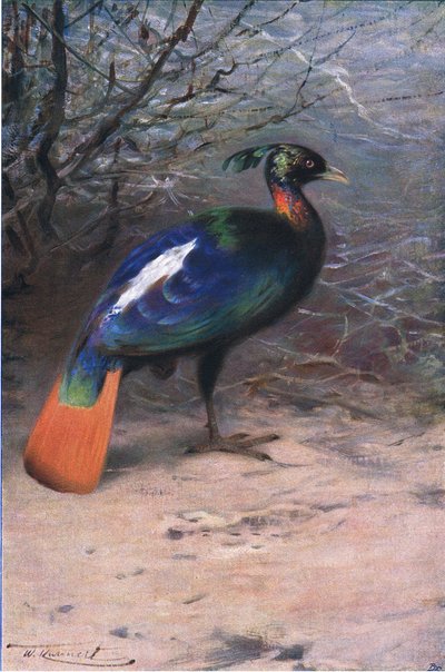 Monal, de Wildlife of the World publié par Frederick Warne & Co, vers 1900 - Wilhelm Kuhnert