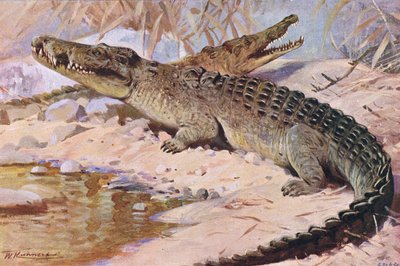 Crocodile du Nil, illustration de Wildlife of the World, c.1910 - Wilhelm Kuhnert