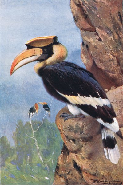Calao pie, de Wildlife of the World publié par Frederick Warne & Co, vers 1900 - Wilhelm Kuhnert