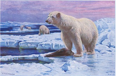 Ours polaire, de Wildlife of the World publié par Frederick Warne & Co, vers 1900 - Wilhelm Kuhnert