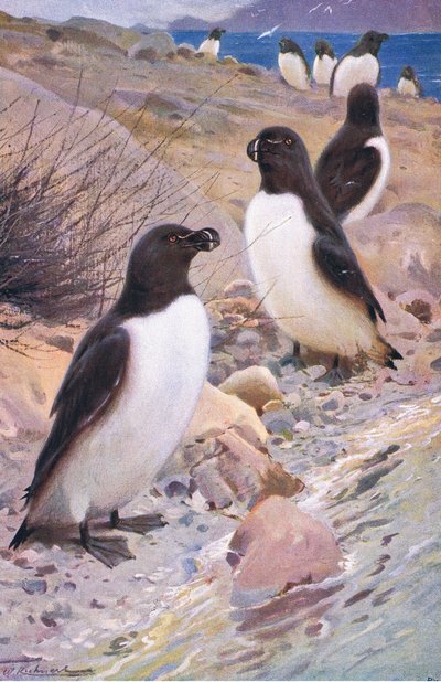Petit pingouin, de Wildlife of the World publié par Frederick Warne & Co, vers 1900 - Wilhelm Kuhnert