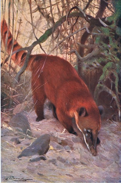 Coati rouge, de Wildlife of the World publié par Frederick Warne & Co, vers 1900 - Wilhelm Kuhnert
