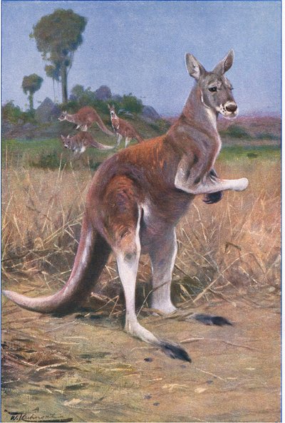 Kangourou rouge, illustration de La Faune du Monde, c.1910 - Wilhelm Kuhnert